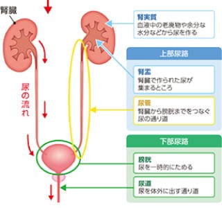 尿路感染症ってなんでしょう？